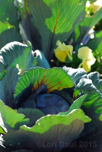winter cabbage - The Natural Gardener