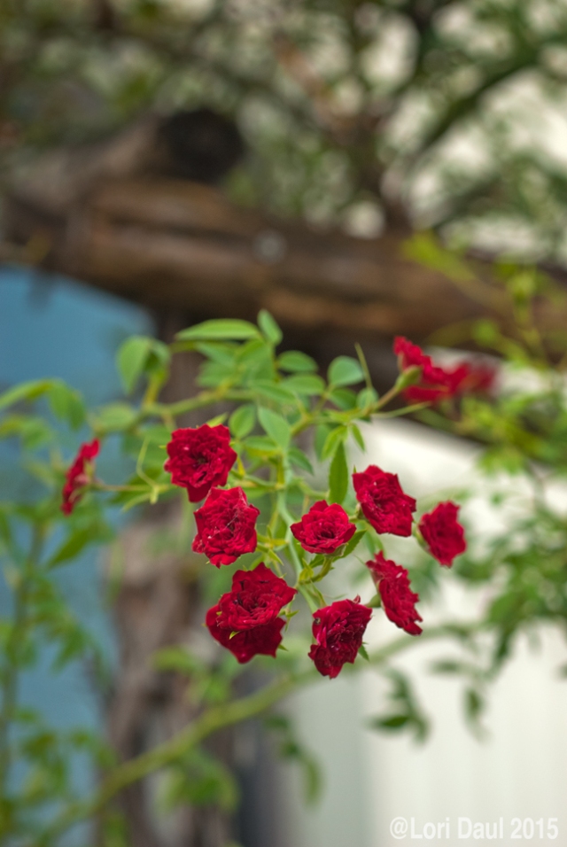 rose 'Red Cascade'